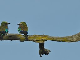 Seronera_and_Lobo2003-034